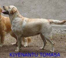 KIYENANTU TOMASA KIYENANTU TOMASA