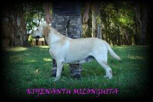 Kiyenantu Milonguita