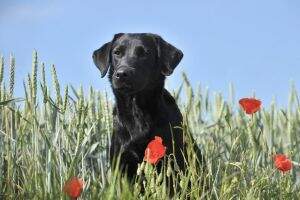 Libby of Carinthia