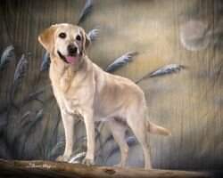 Guide Dogs' Adeline AXP Guide Dogs' Adeline AXP