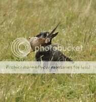 FTW Edenbrook Bermuda Princess of Fernshot
