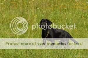 Blackthorn Jimmu