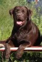 JunCh.Rus,Ch.Rus,CACIB Miliy Drug First Best Choice JunCh.Rus,Ch.Rus,CACIB Miliy Drug First Best Choice