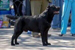 CHAMPION, CH FIN, CH LTU, CH RUS, 2 X CH SL Mardas Divinsky