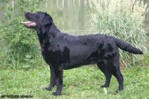 JunCh.Rus,NKP,Ch.Rus,NKP,Bol,Gruz,GrandCh Fairywood's Varvara JunCh.Rus,NKP,Ch.Rus,NKP,Bol,Gruz,GrandCh Fairywood's Varvara