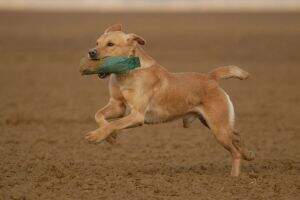 Tailwagger's Dual Irk