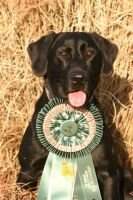 GRHRCH Hunters Marsh Happy Hooch