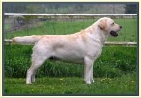 SE U(U)CH Jayncourt Natural Star SE U(U)CH Jayncourt Natural Star