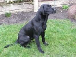 Greenbriar Hebe Greenbriar Hebe