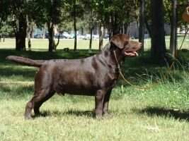 GCh.Ar Ch. Pan Ch. Chocovilla Mason Jim Beam