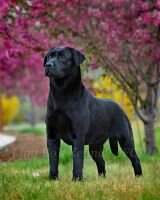 Funny girl of Yong Feng Kennel