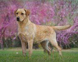 Zara of Suntide Kennel(FCI)