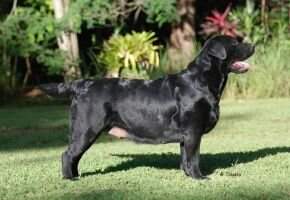 Chocovilla Rainbow Shadow Willkur Frei