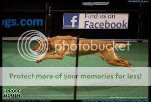 Moosehead's Jumpin Jiminey Cricket World Champion Competitor DockDog Senior & Turbo, NADD Senior Jumper
