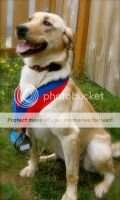 HFR's Reed All About Her World Champ Dock Dogs Invitee, NADD Sen & Mast. Dock Dogs Ntl BA Elite Master & Exps SR
