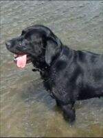 Marvellous Little Monty