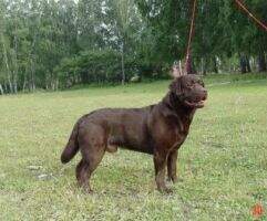 GrChRus Serb&Mont Geo Rus Bul Bye Stenveyz Chokolate Korkunov Club Winner