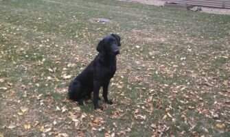 Three Rivers Jack's Dear Abby