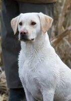 DKJCH Lucky Labrador Citrus Piper