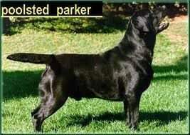 Ripr Poolstead Parker Ripr Poolstead Parker