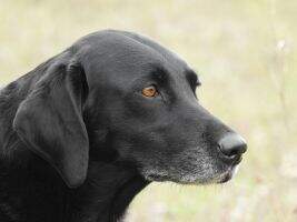 Blackthorn Kalea