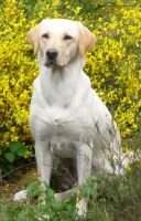 Gundog's Choice Brandy Gundog's Choice Brandy