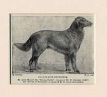 Horton Rector (Flat coat)