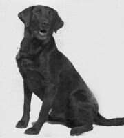 Dolobran's Smoke Tail