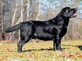 Dostaff's Black Tie Required Dostaff's Black Tie Required