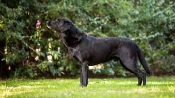 Blackthorn Hiram