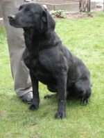 FTCh Poolover Paddy