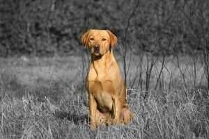 Beaverlodge's Ivan Ranger