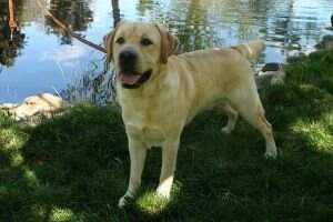 Green Canyon's Rollins at Canine Angels