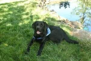 Tameric Sunshine at Canine Angels