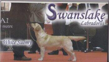 Swanslake White Swomi