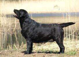 LT J W EST J CH LT J CH BALT J CH Preton Luna