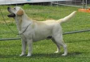 Magic Aspen White Di Casa Biagini