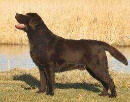 MBISS CH Cedarwoods Signature Browning Copied MBISS CH Cedarwoods Signature Browning Copied