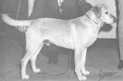 Irish Dual Ch USA Ch Castlemore Coronet