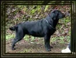 Belcoeur's Black Diamond at WHL