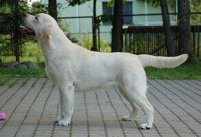 LRC Ch. & American Dream For Lab'SPb LRC Ch. & American Dream For Lab'SPb