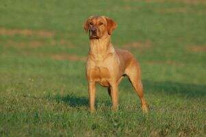 Res. CACIT, res. CACT Norbeck Fiona of Tweedshot Res. CACIT, res. CACT Norbeck Fiona of Tweedshot