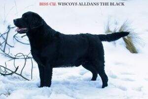 B.I.S.S. camp mex.camp arg y gran camp arg Wiscoys Alldans The Black Treasure B.I.S.S. camp mex.camp arg y gran camp arg Wiscoys Alldans The Black Treasure
