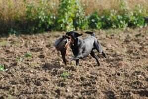 Kornay Hunting Invisible Hank