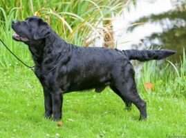 USA-GRAND-/CIE/Nl./LCD-/Lux./VDH-/LCD-Vet.-CH Big Sky's Heaven Scent from Trinity