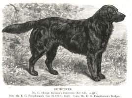 Zelstone (Wavy-Coat 1880) Zelstone (Wavy-Coat 1880)