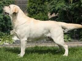 PL RU UA BY CH/PL Devonshires In Like Flynn PL RU UA BY CH/PL Devonshires In Like Flynn