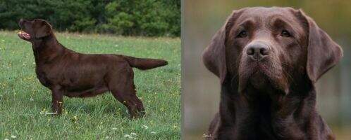 VDH.Vet-/CZ-Vet.-/ DRC VetCH German.Vet.Winner'16 Sea-Birds Brown Girls Don't Cry