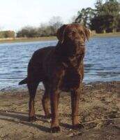 Arg., joven Ch Ur Corhampton's Pilgrim at Nogales