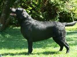 kiyenantu myr black loser
